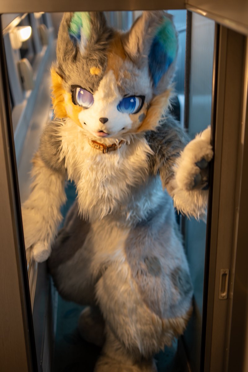 SMUSG_'s tweet image. 天井狭いよ

#FursuitFriday #Fursuit