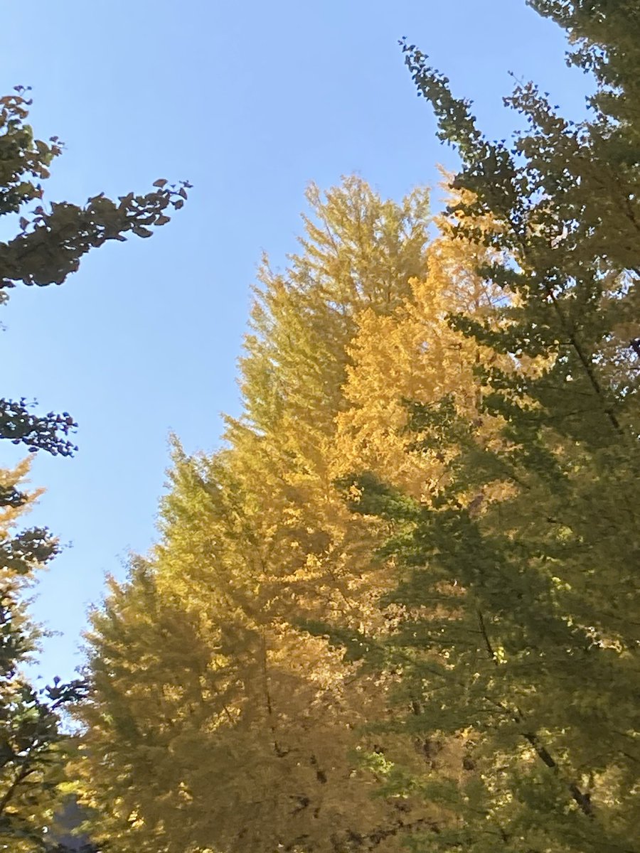 72wassyoi's tweet photo. 少し寒くなってきましたね😨
都内のイチョウも色づいてきました https://t.co/vh7TTT8NJB