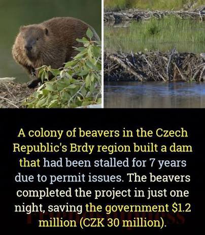 They should have made a movie about a bunch of NIMBYs blocking a dam, so the protagonist gets beavers to build the dam instead.

Based on a true story.