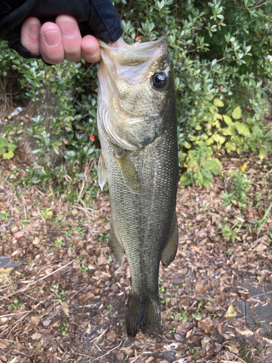 らびっとのBass time tweet media