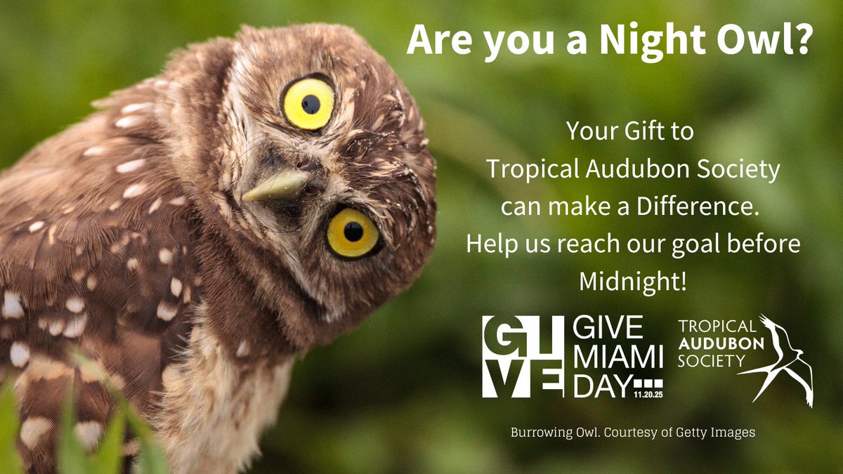 Night Owls Needed!
Support the Birds, Bay, Glades and Pines! Please help Tropical Audubon Society exceed our fundraising goal. Make your Give Miami Day gift before midnight, the portal closes at 11:59pm. bit.ly/4a5nQ89