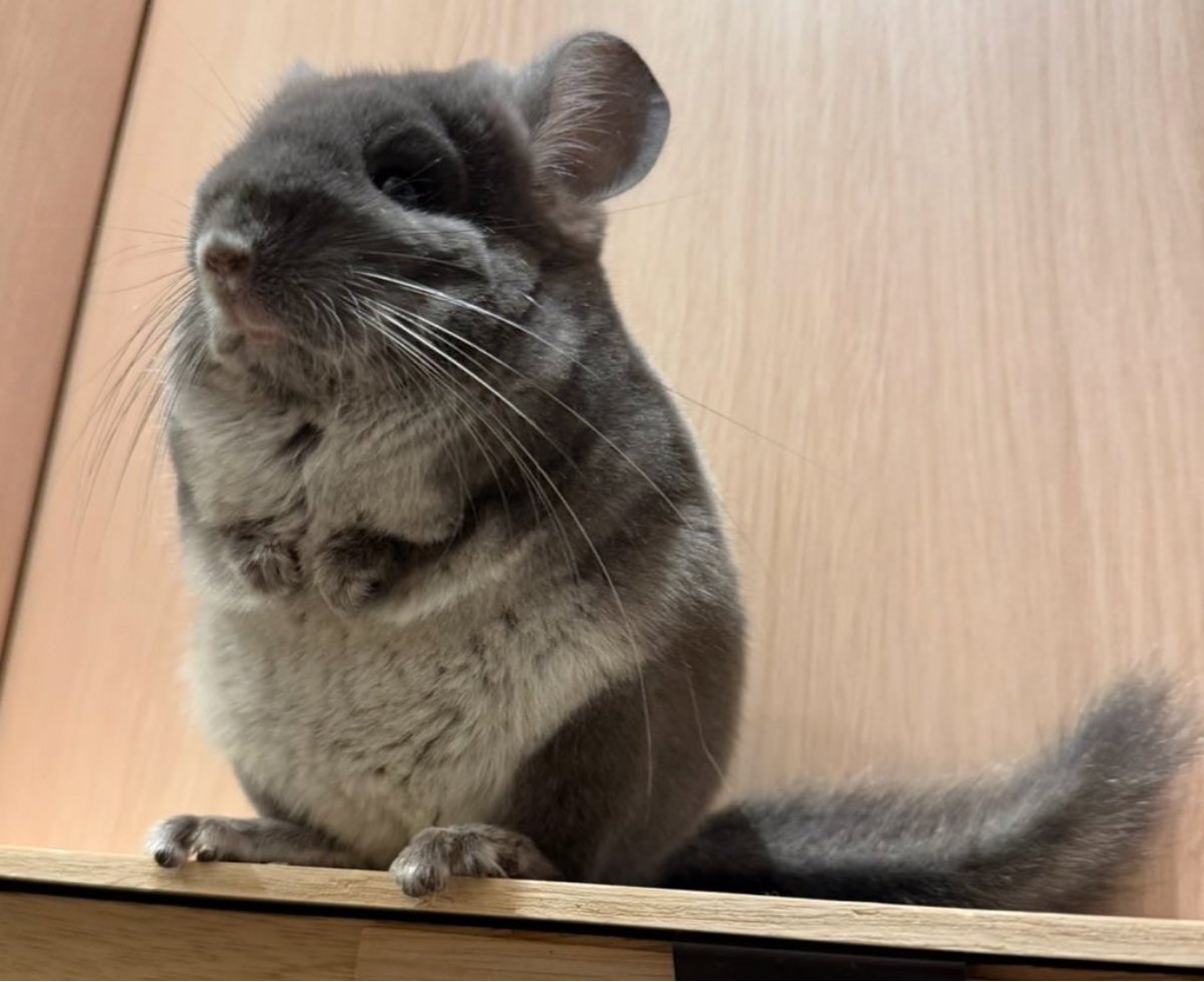 ⇦3月にお迎えしたとき🏘️ ⇨11月現在🐭 ひとまわり大きくなりまし