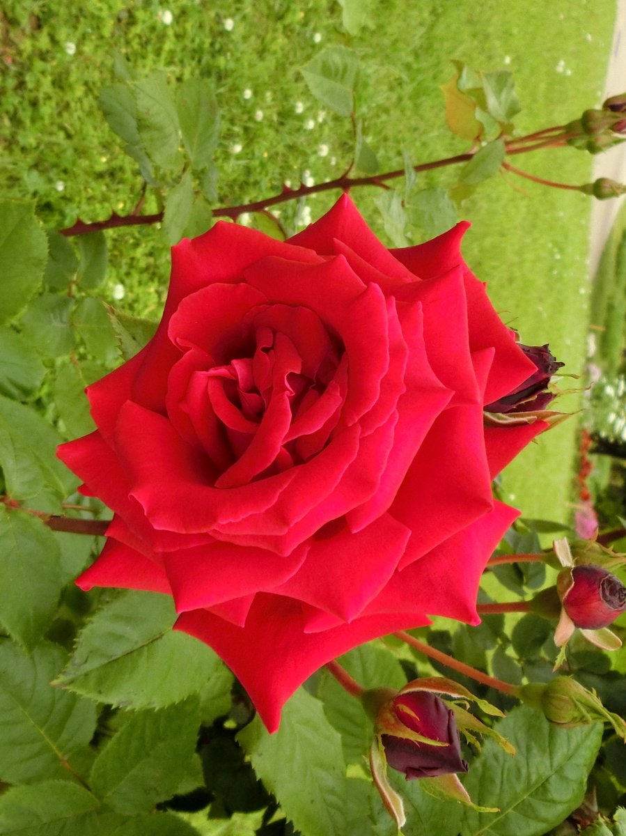 noka35520398's tweet image. 日本🇯🇵JAPAN🌹🎶└( ＾ω＾ )｣🌹L( ＾ω＾ )┘🎶🌹
Photo by NOKA #日本JAPAN
ピンタレスト（Pinterest) pin.it/16eQo9JfL