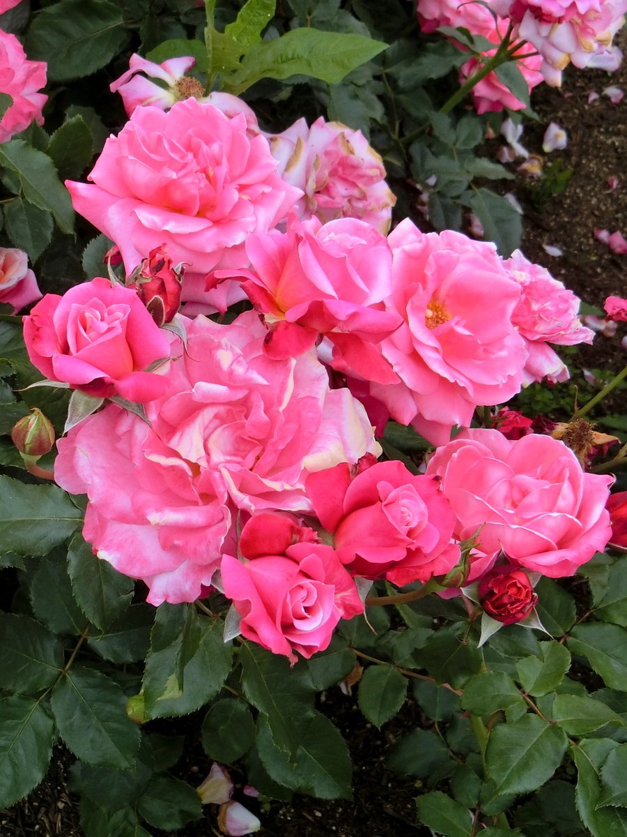 noka35520398's tweet image. 日本🇯🇵JAPAN🌹🎶└( ＾ω＾ )｣🌹L( ＾ω＾ )┘🎶🌹
Photo by NOKA #日本JAPAN
ピンタレスト（Pinterest) pin.it/16eQo9JfL