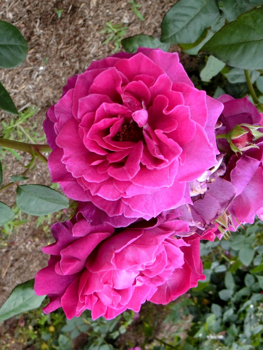 noka35520398's tweet image. 日本🇯🇵JAPAN🌹🎶└( ＾ω＾ )｣🌹L( ＾ω＾ )┘🎶🌹
Photo by NOKA #日本JAPAN
ピンタレスト（Pinterest) pin.it/16eQo9JfL