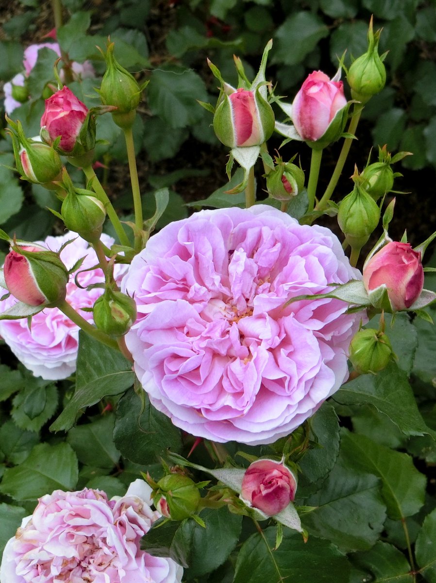 noka35520398's tweet image. 日本🇯🇵JAPAN🌹🎶└( ＾ω＾ )｣🌹L( ＾ω＾ )┘🎶🌹
Photo by NOKA #日本JAPAN
ピンタレスト（Pinterest) pin.it/16eQo9JfL