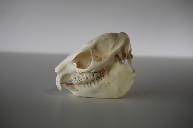 標本棚のラベル裏」を更新しました。 「033 ケープハイラックス（頭骨