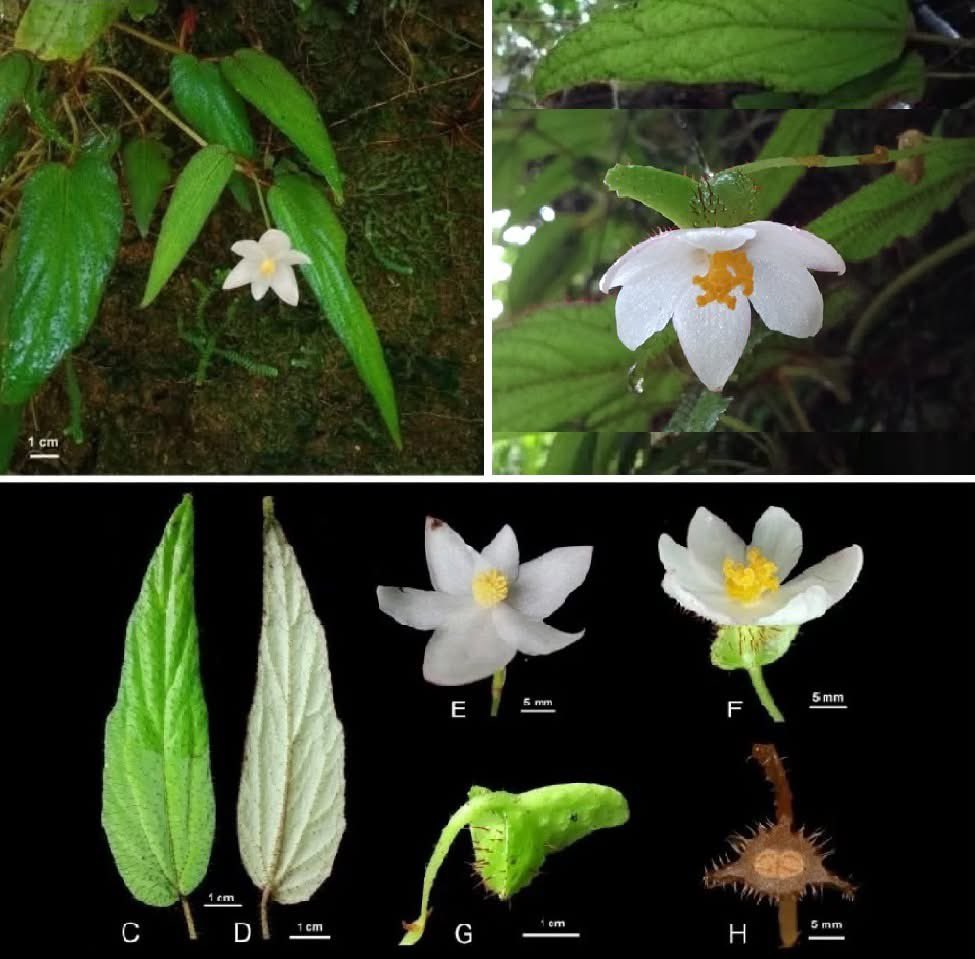Begonia elegantifolia(Begoniaceae), a new species from northern Sumatra, Indonesia
[Ritonga et al. 2025]

phytotaxa.mapress.com/pt/article/vie…