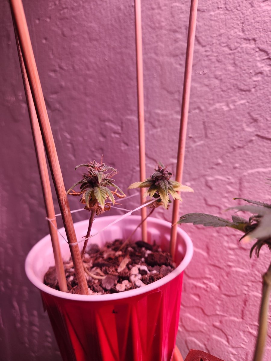 TrippyGrowz's tweet image. Here are 2 of the biggest autos ive ever grown😌👊💨. Had to bust out the floss trellis asap!