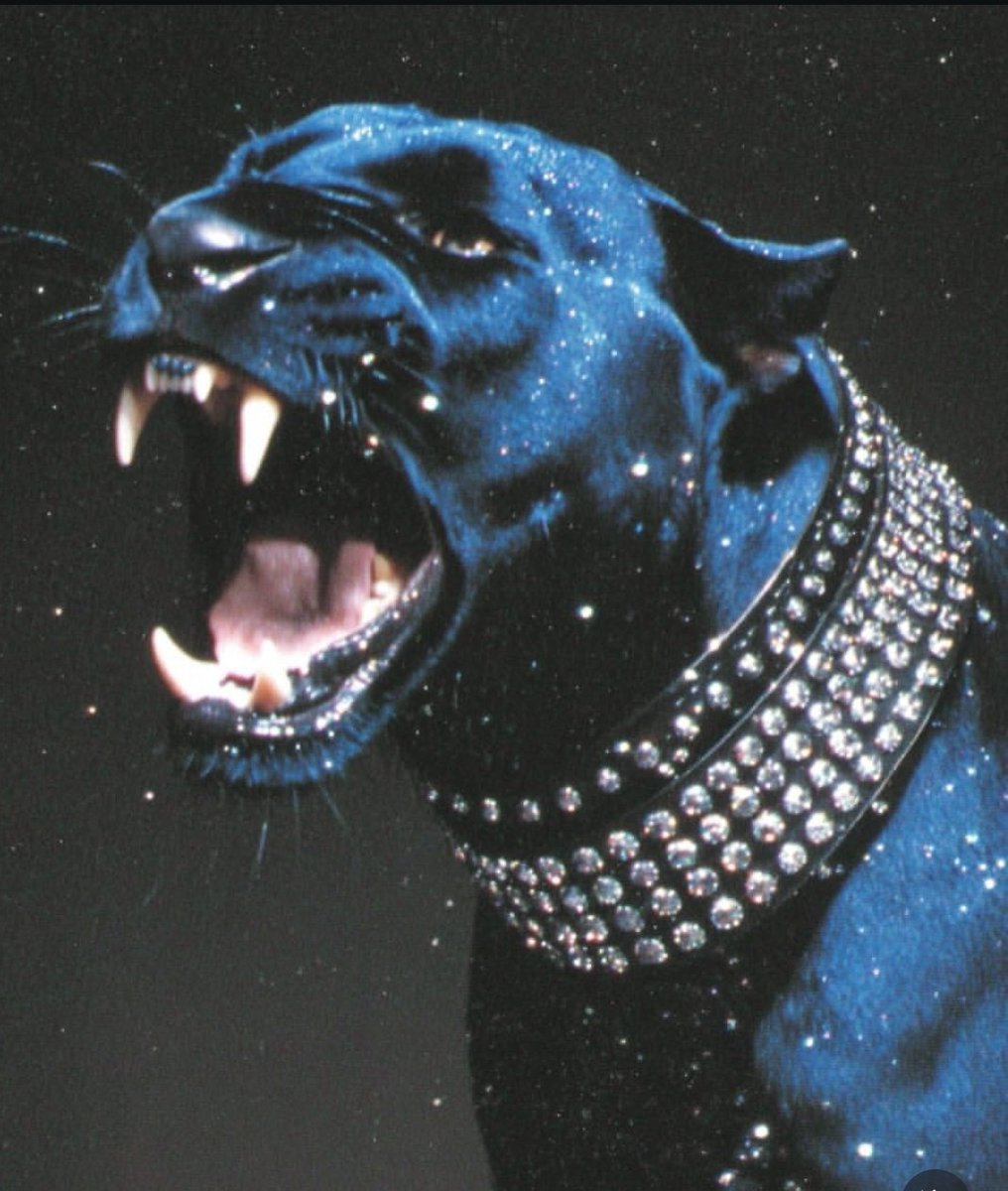 nshanab_'s tweet image. 