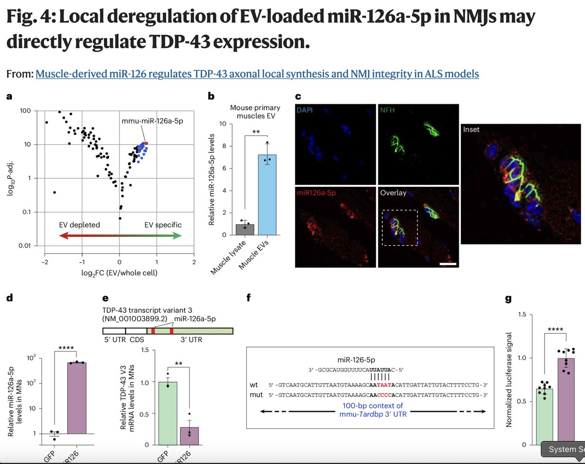 GeneticLifehack's tweet image. This is an important new study on ALS! 

In ALS, the neuromuscular junction - the connection between nerves and muscles - breaks down. A protein called TDP-43 builds up in the wrong spot in the axons and disrupts how the nerve cells make proteins locally. 

The researchers…