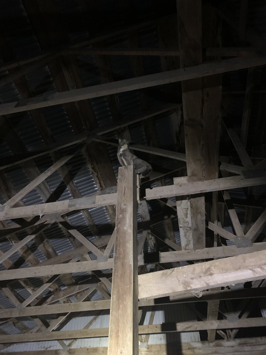 Full time dairy farmer, part time rescue squad. 🫡 Maggie was brave enough to climb all the way up, but not back down. 🤣 The only time she was willing to let someone hold her.