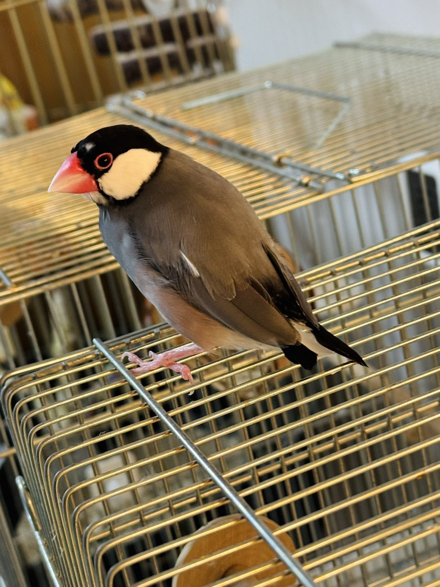 二羽の小鳥 換羽の子 おっぽがツートンカラー 早く終わって欲しいねえ