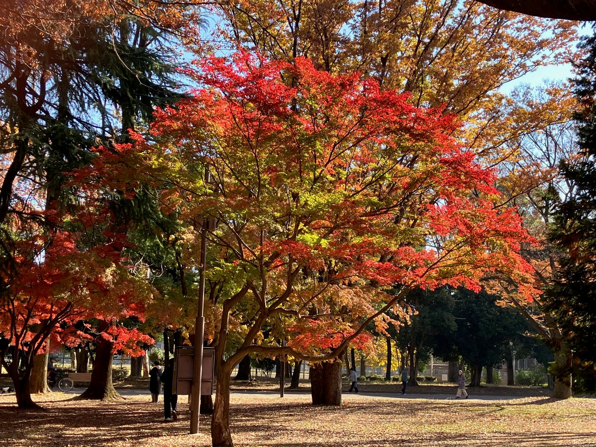 TOBU TRAIN TOURISM 沿線おでかけスポット 
【東上線エリア】スポットナンバー2　🔆#光が丘公園🔆
11/21現在の写真です😀
イチョウやモミジが色づき始めました🍁
成増駅下車　徒歩約15分
vvrl.cc/oz09ev