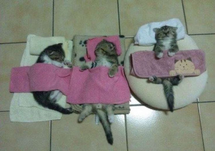 😻😻 (@kittenhideout) on Twitter photo 