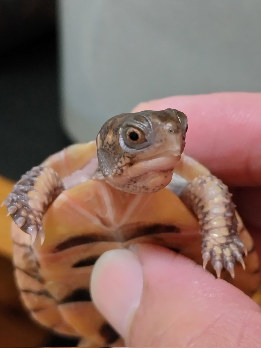 tito (@34_wgnc) / Posts / X