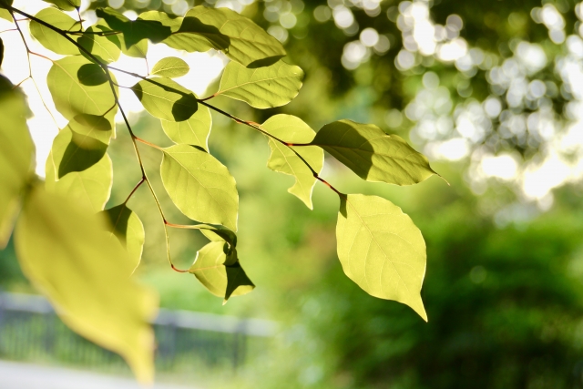 machida_lum's tweet image. おはようございます。
今日は #ウォーキング
外へ出かけると、雑談が生まれるます。
利用者さん同士、スタッフと。何気ない会話を楽しみながら歩くのもとっても気持ちいいです。