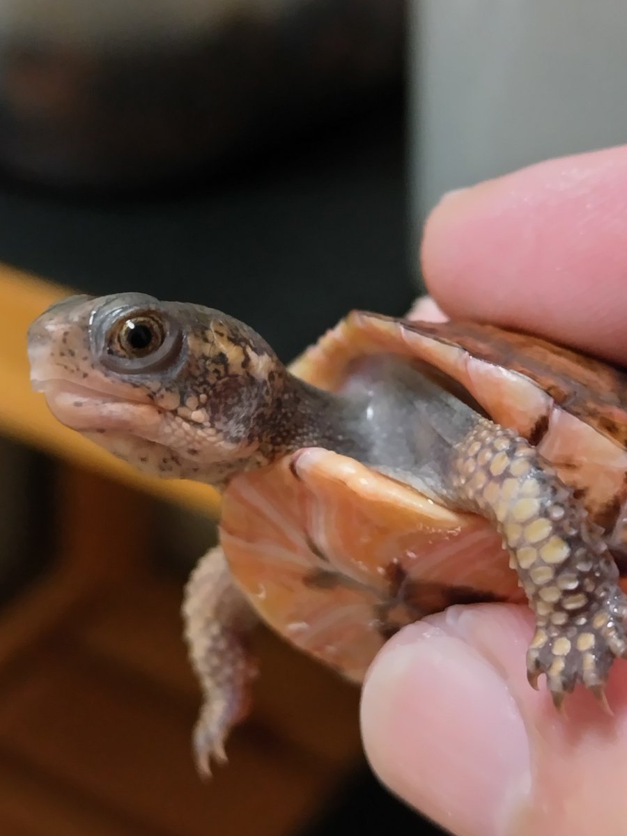 tito (@34_wgnc) / Posts / X