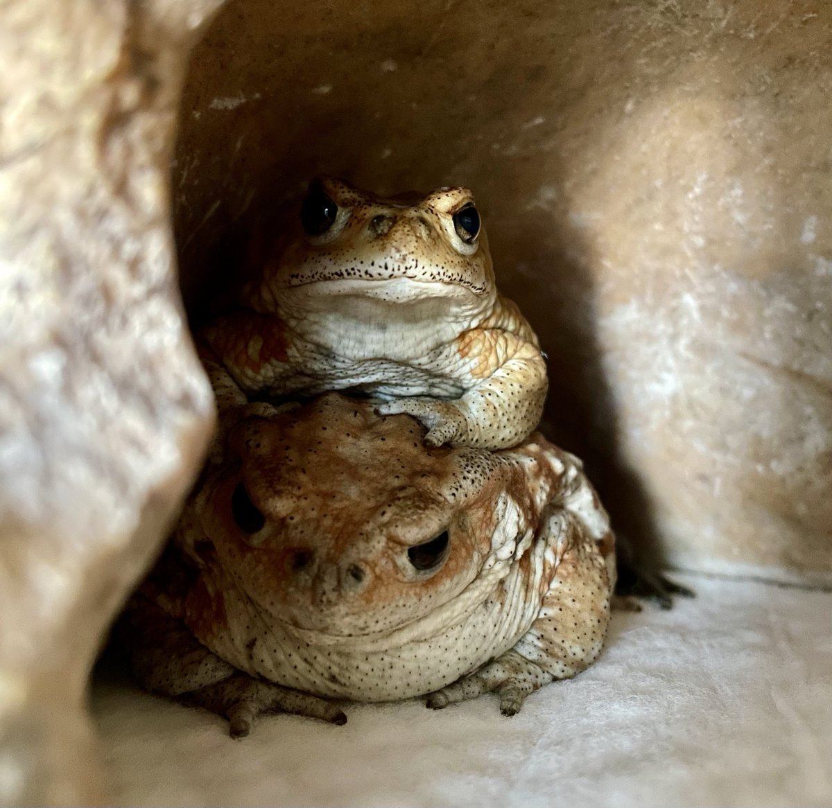 gurigurayukii's tweet image. キキちゃんにも乗るぞ！