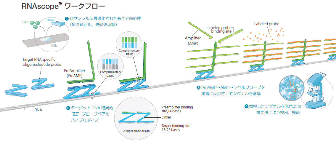 CosmoBio_JPN's tweet image. 🧪Pick UP！組織染色🌈
RNAscope™

🔍こんな方におすすめ
🔸組織中のRNA局在を高感度に検出したい
🔹ISHが初めて
🔸IHCと共染色したい

FFPE組織・凍結組織・培養細胞など、
さまざまなサンプル中のRNAを、
独自の RNA in situ ハイブリダイゼーション（ISH）法で 高感度に検出🔬✨

発色 /…