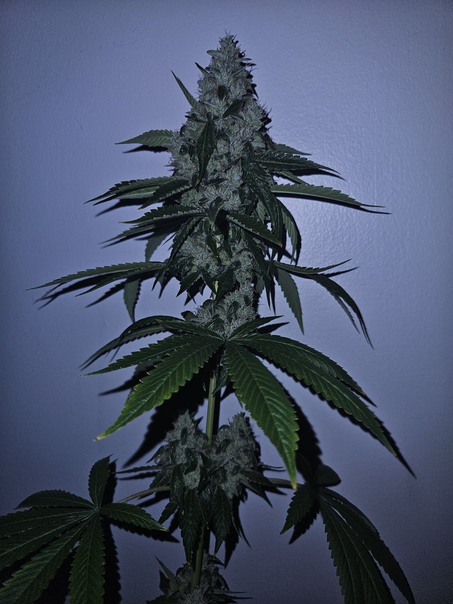 sonofodingarden's tweet image. Sour Diesel x Sour Dubb Pheno C