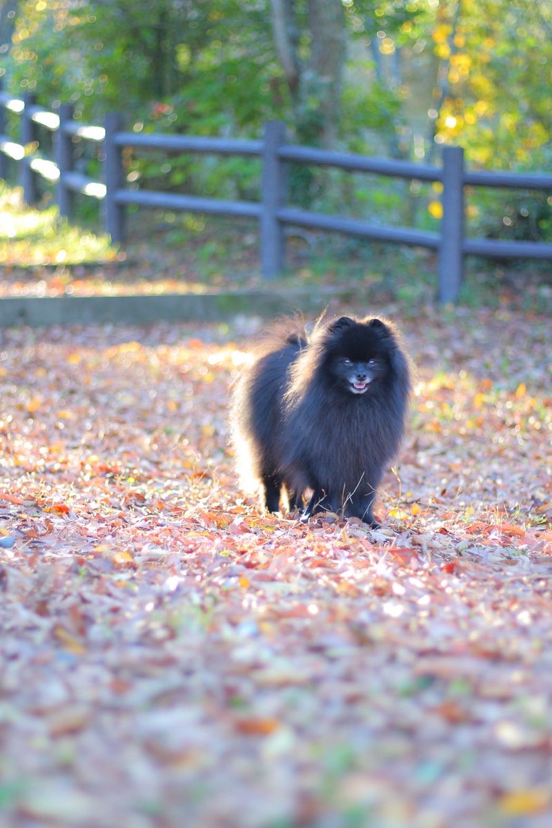 petfullpet's tweet photo. こんにちわん🐶

秋の🍂お散歩気持ちいいね🐾

写真ご提供様：@sankarintou https://t.co/UCnuesTs0Z