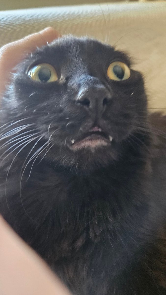 SnomSnomson's tweet photo. @peppermicrodose I'd like to request a photo of your cat with his head held back like this https://t.co/PgdZtdNGrO