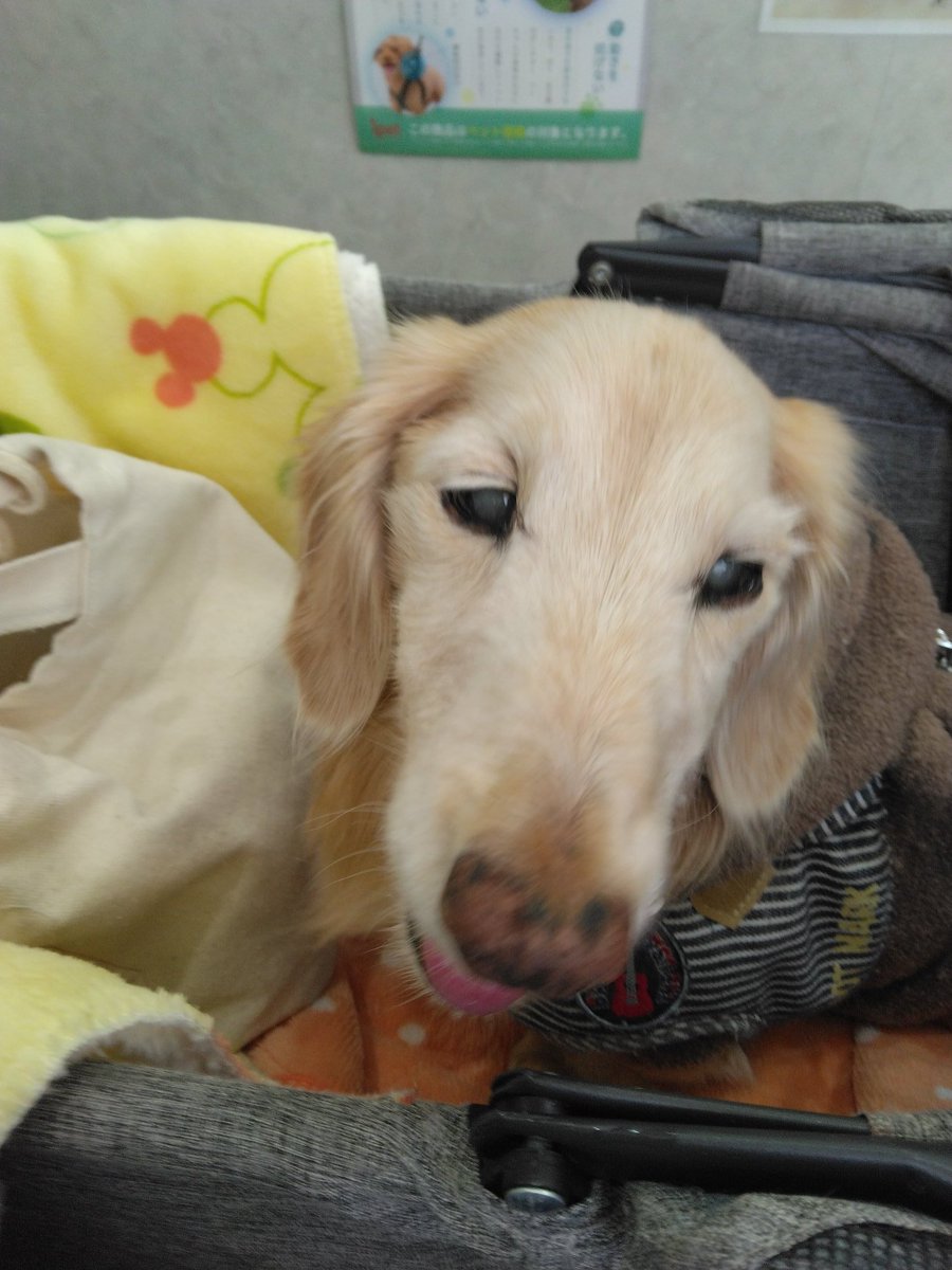chipzoo0722's tweet image. 思い切ってセカンドオピニオンで違う🏥にきてみました🥺
少しでも症状が緩和されるといいなぁ…
#秘密結社老犬倶楽部