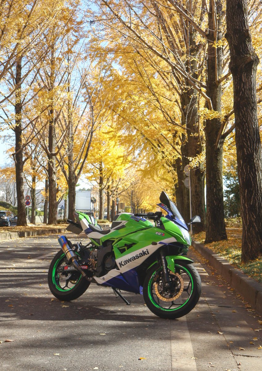 Koyuzuki18's tweet image. 壬生の獨協病院前のイチョウ通りでNinja250SLを撮り直しました😁　

宇都宮の駅東イチョウ通りも良いのですが、公園内の歩道なので侵入ができません😅
平日は車いないから堂々と写真撮れて良いね😎
#Ninja250SL　#愛車と紅葉