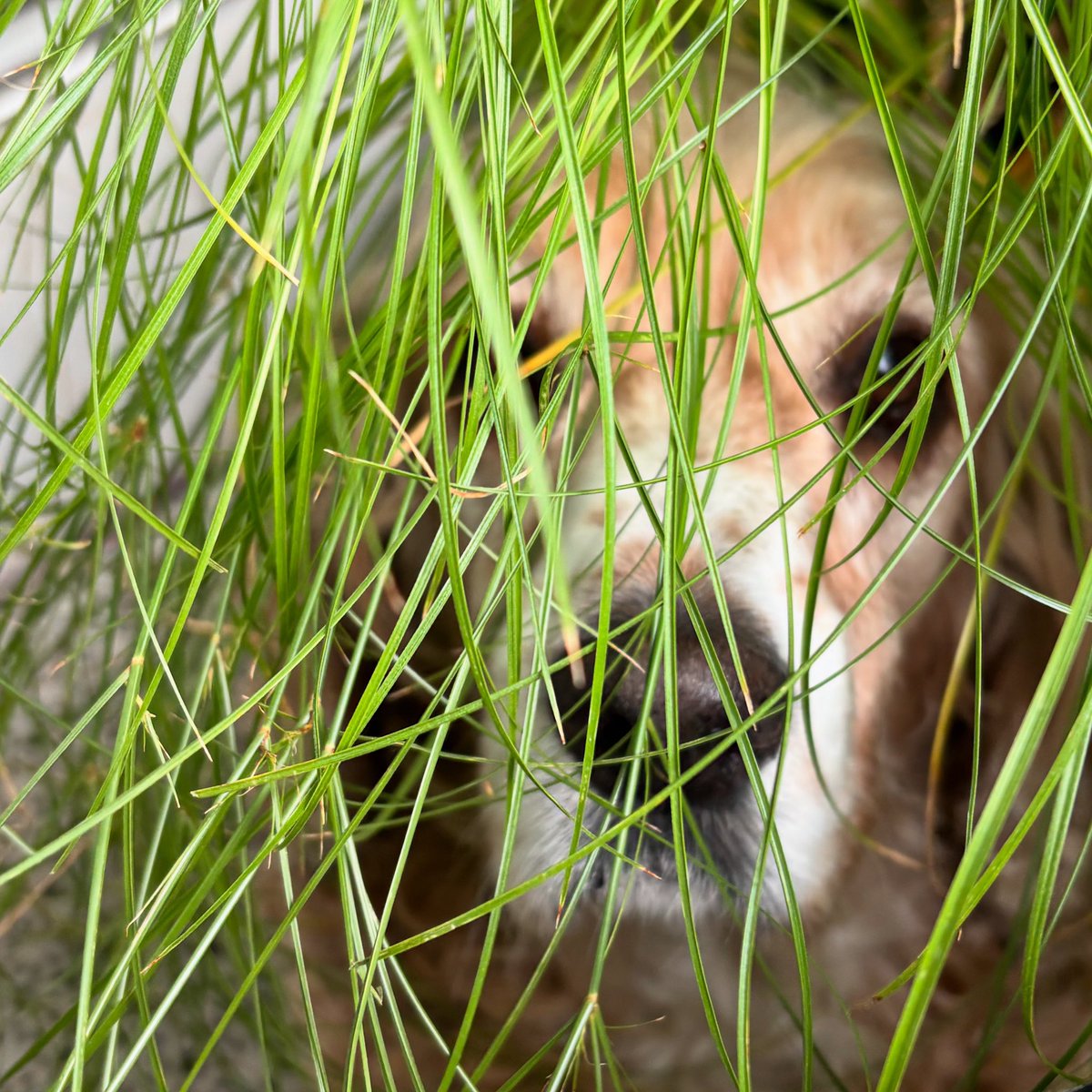 Shaun Proulx Show tweet media