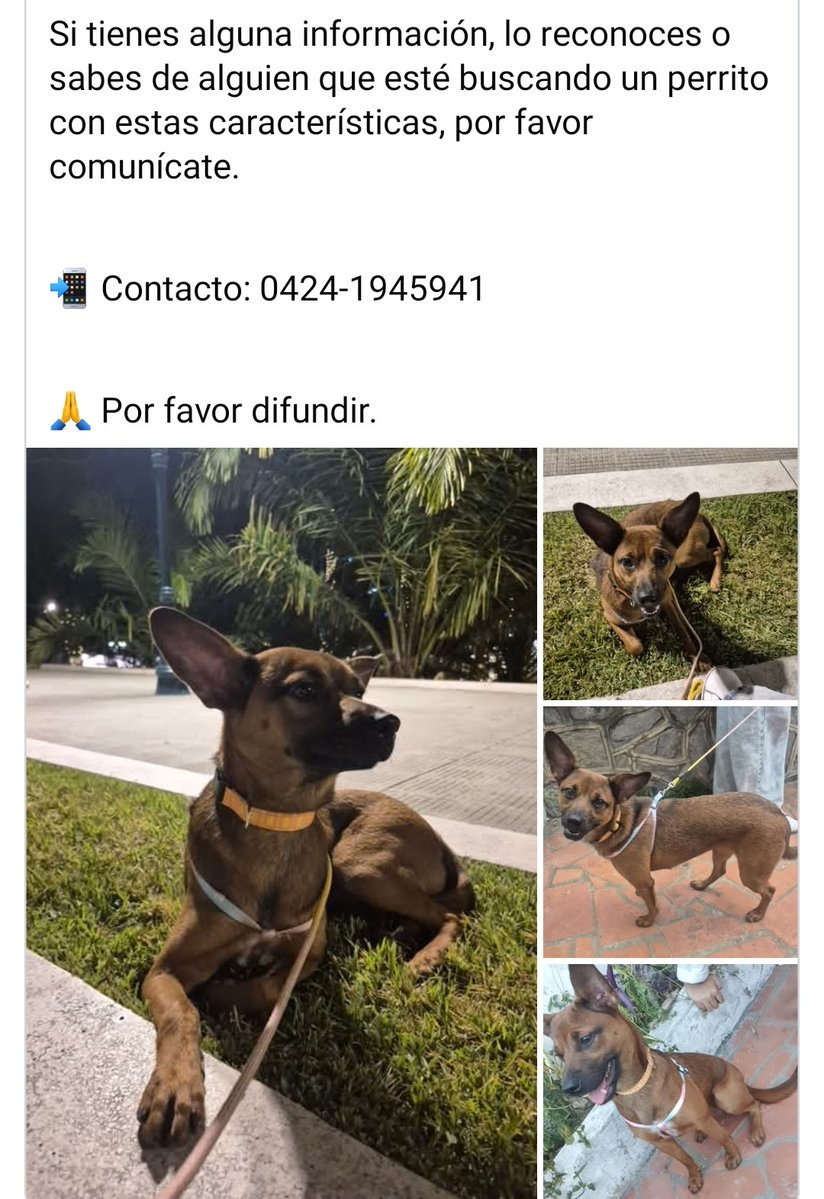 PerroUsuario's tweet image. Lo encontraron en el centro de Caracas, con un collar sin placa. Está entrenado, hace sus necesidades afuera y obedece comandos. Es muy educado, noble y amable, se ve que viene de un hogar.