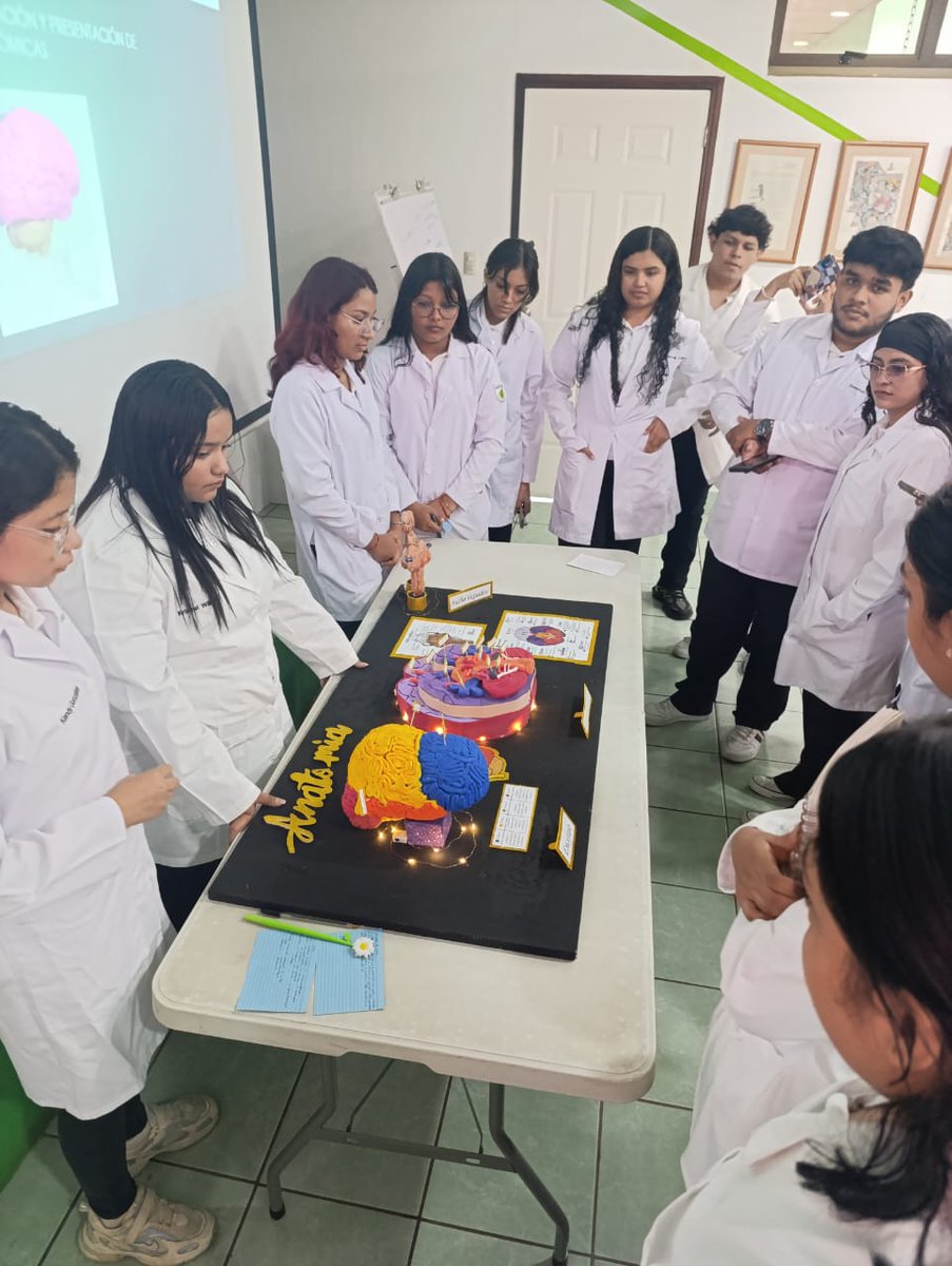 ucn_central's tweet image. UCN Central realizó la Expo–Anatomía Creativa, donde estudiantes de Ciencias Médicas presentaron maquetas para fortalecer su comprensión del cuerpo humano y aplicar el razonamiento morfofuncional. Una feria que impulsó creatividad, trabajo en equipo y divulgación académica. Más…