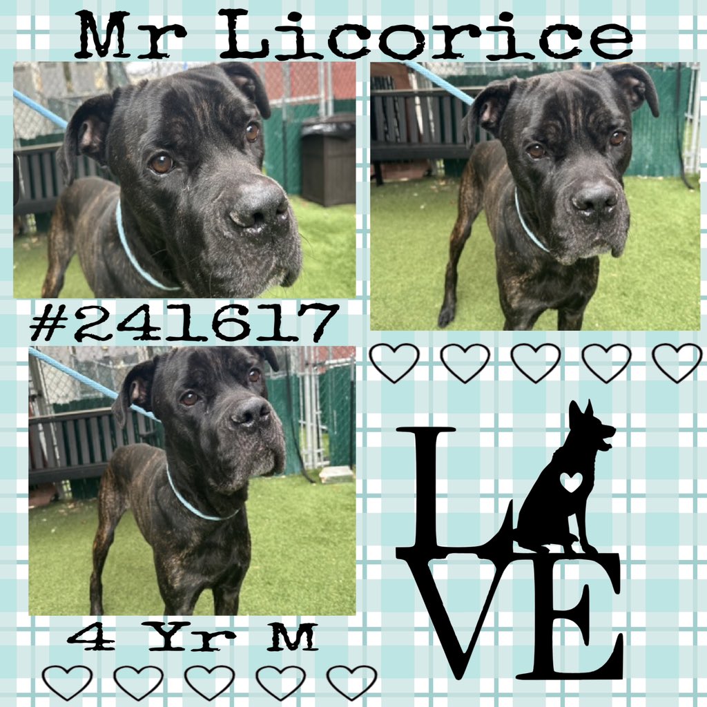 Quinnqueens's tweet image. 🖤 Mr LICORICE 🖤
#241617 #MACC 4 Yr M
Listed TBK 11/22 #RescueOnly
Mr Licorice is a stunner, his shiny black coat, oh my! He’s shy, fearful,  &amp;amp; stressed in tiny cage. Underweight &amp;amp; all adult 🏡. Who knows what he’s been through🥺#Foster #Pledge4Rescue⬇️
nycacc.app/browse/241617