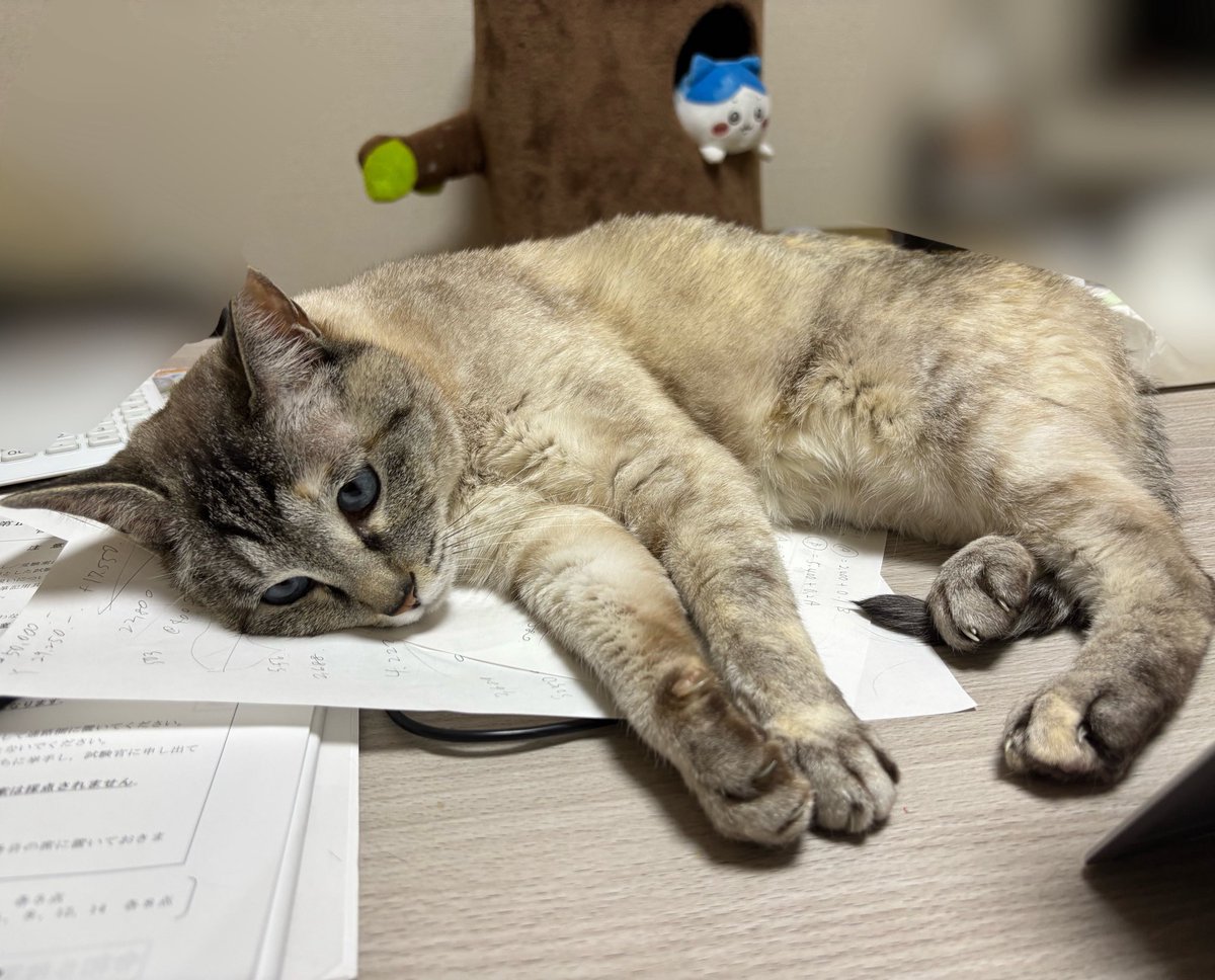 rinnn_dir's tweet image. 🌸論文落ちたので改めて自己紹介します。

こちらは公認会計士試験と仕事と婚活を両立させるアカウントです。時々邪魔猫が吸えます。🐈‍⬛🐈⸒⸒⸒⸒
趣味はアニメ鑑賞と飲酒です。
来年必ず合格します。2026年11月に一緒に乾杯しましょう🍻🎶

#公認会計士試験
#公認会計士受験生