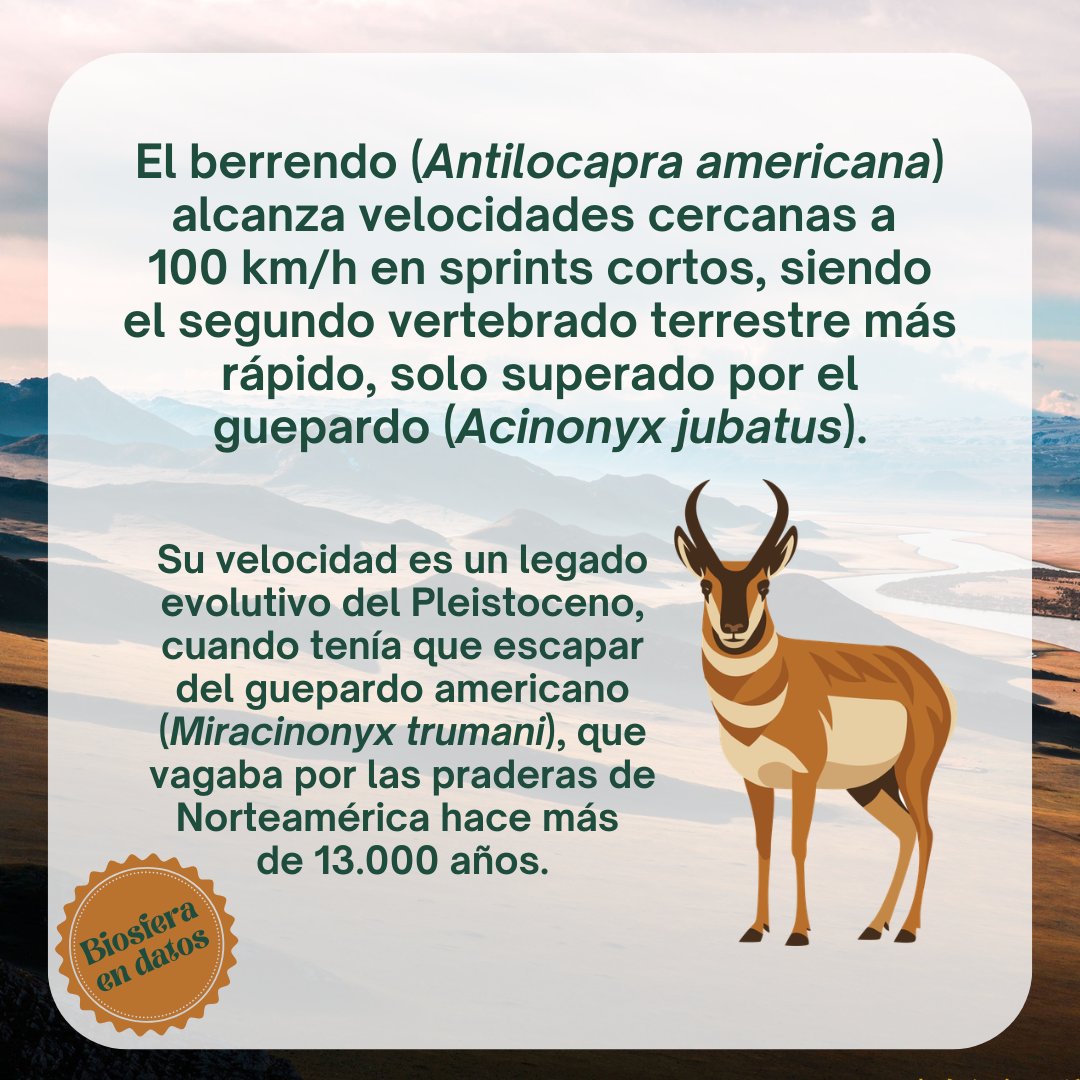 Tsalawaly's tweet image. 🦌🐆

#ciencia #biología #divulgación #evolución #zoología