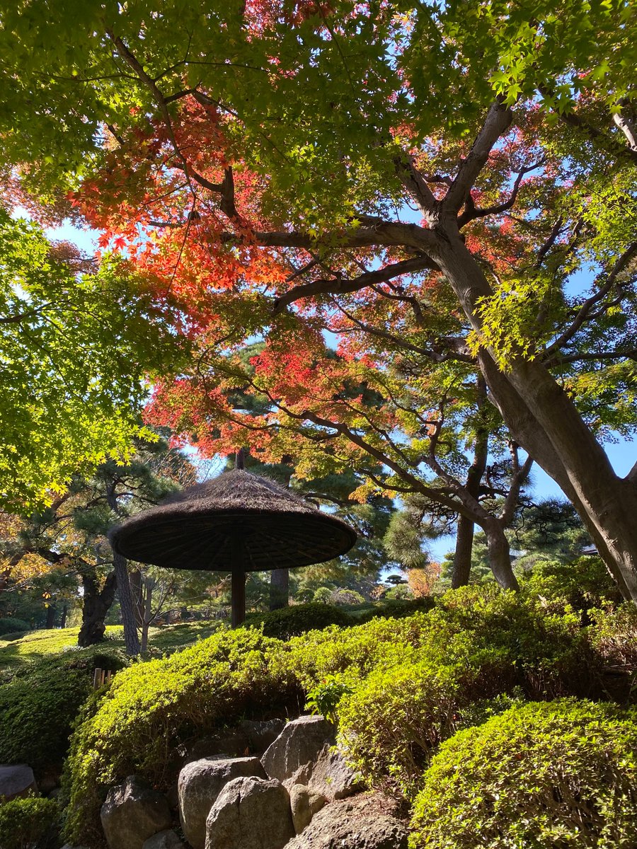 🍁2025年 紅葉レポート🍁】 〈撮影日：2025年11月20日〉 八芳園の紅葉