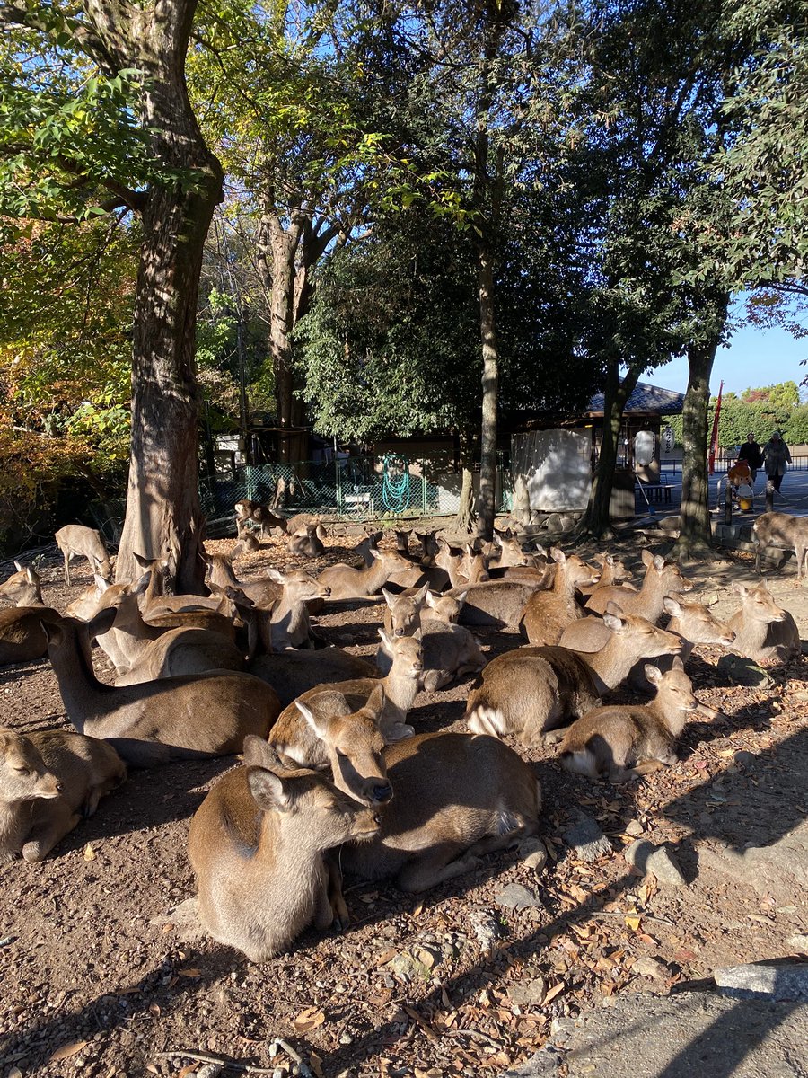 奈良公園、朝行くと鹿たち皆んなでウトウト日向ぼっこしてて可愛いかった🦌