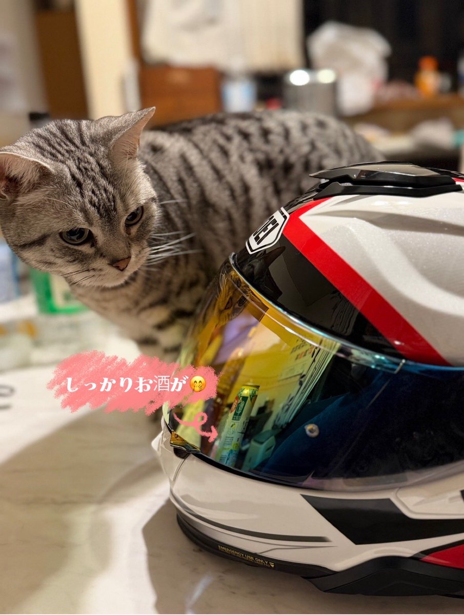 ❥𝔾𝕠𝕠𝕕 𝕖𝕧𝕖𝕟𝕚𝕟𝕘 🥂𓂃◌𓈒𓐍

今週一週間は公私共にとても忙しくリプ欄も開けれずですみませんでした😭

このような状況がまだ続くと思いますがどうぞ
見捨てずによろしくお願いします
今日も虎徹は病院です
毎日点滴でした
これこらまた新たな抗がん剤治療が始まると思います