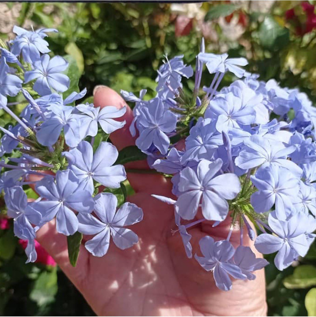 campanaubicua's tweet image. @jjorgepoveda, BUENOS DÍAS! conoces y a @DelfinaMonfort? sus FOTOS son PRECIOSAS y sabe muchísimo del campo. mira, acaba de publicar #1florcadadía. @sobrino_antonio @CROcultura1 @Basseta.