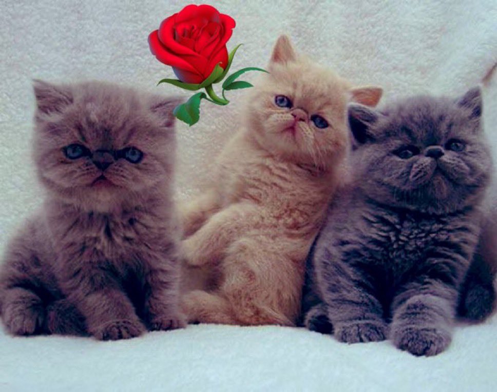 azearea's tweet image. #keyword. #charge.（負荷）力

確かに痛く🍂…そして辛いには違いなくて🥀

↪︎方や
本日も出会しました😳…targetなる私の進行方向を真横から遮りぶつかりそうになりそうな状況を意図して創り上げる心無い者🤡👥。…