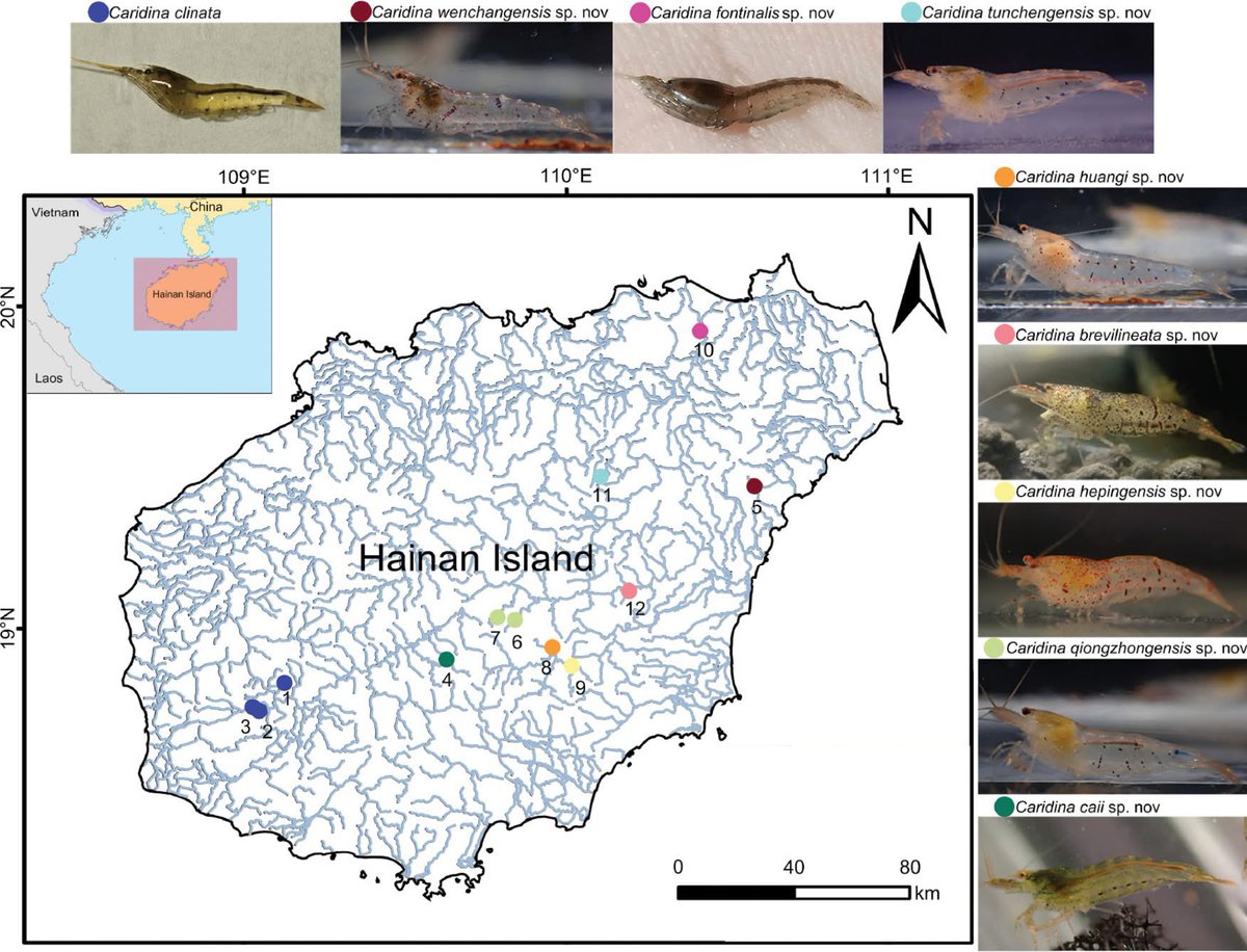 Integrative taxonomy reveals the Caridina clinata Cai, Nguyen &amp; Ng, 1999 species complex (Crustacea, Decapoda, Atyidae), with descriptions of eight new species from Hainan Island, China
[Hou et al. 2025]

zse.pensoft.net/article/172207/