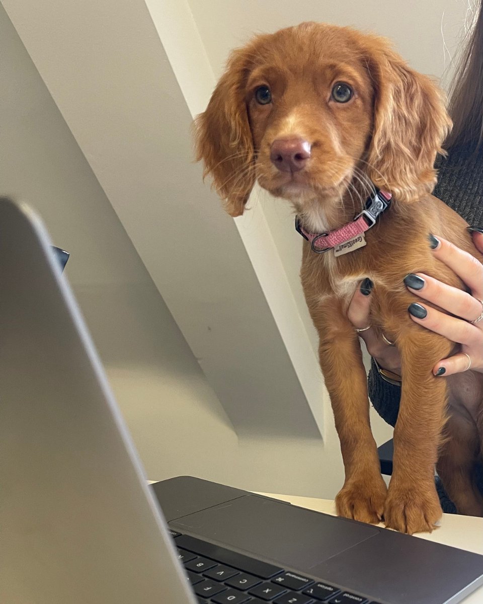 MATCHUPltd's tweet image. New hire just started today. Productivity immediately increased.

#OfficePup #DogAtWork #PuppyLove #WorkdayBoost #NewHire #CutenessOverload