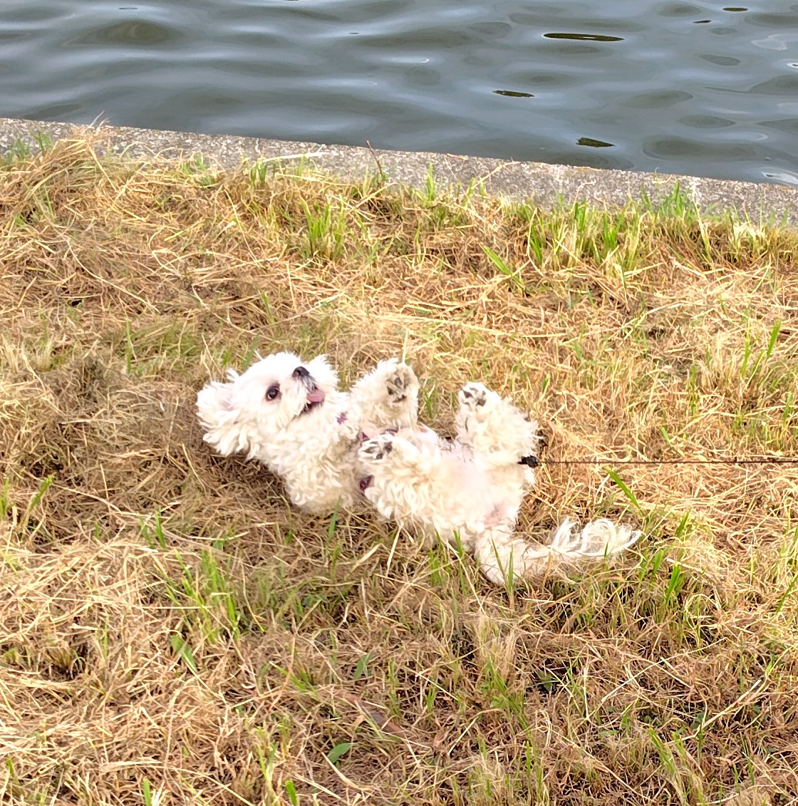 haruharuhayata's tweet image. どーん!!

最高だじぇ―――――ーーー✨!!