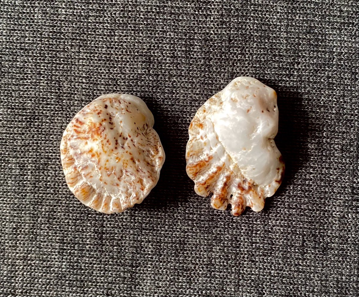 うみうさぎ tweet media