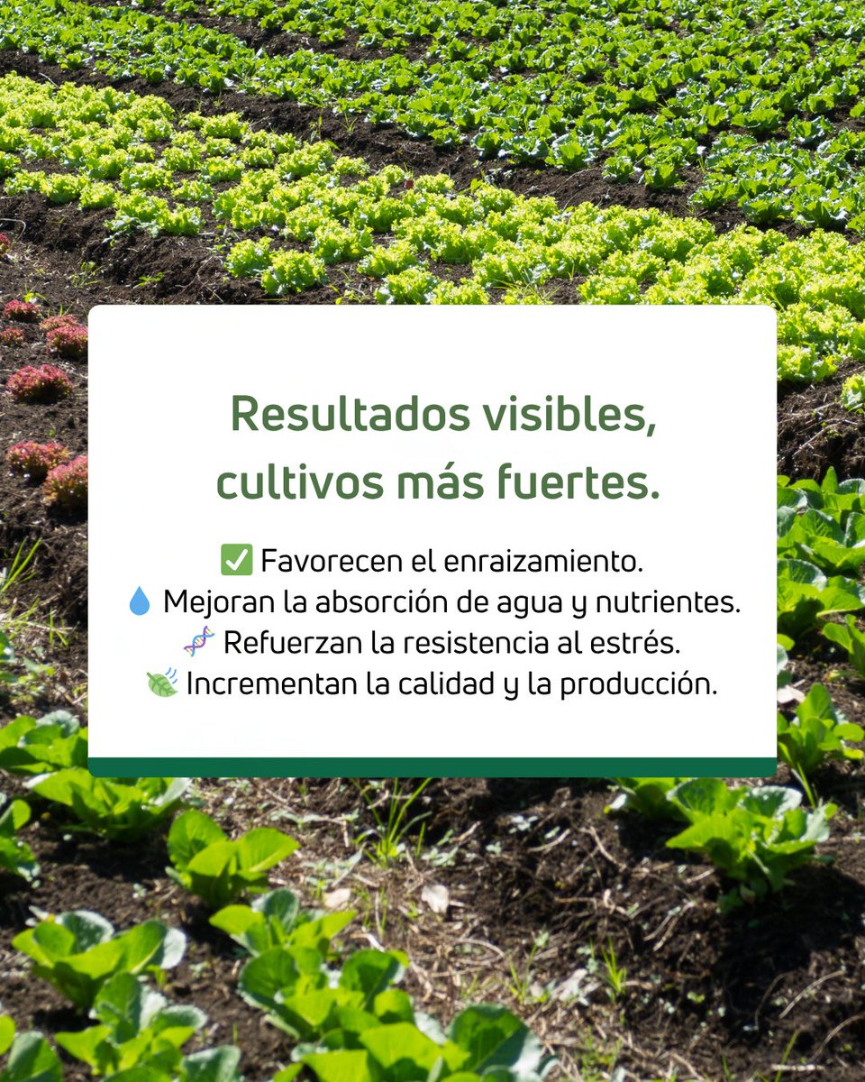 Los bioestimulantes son la clave para sacar el máximo potencial de cada cultivo.
Son soluciones naturales o biotecnológicas que activan los procesos internos de la planta, ayudándola a absorber mejor los nutrientes, resistir el estrés y desarrollarse con más fuerza y equilibrio.