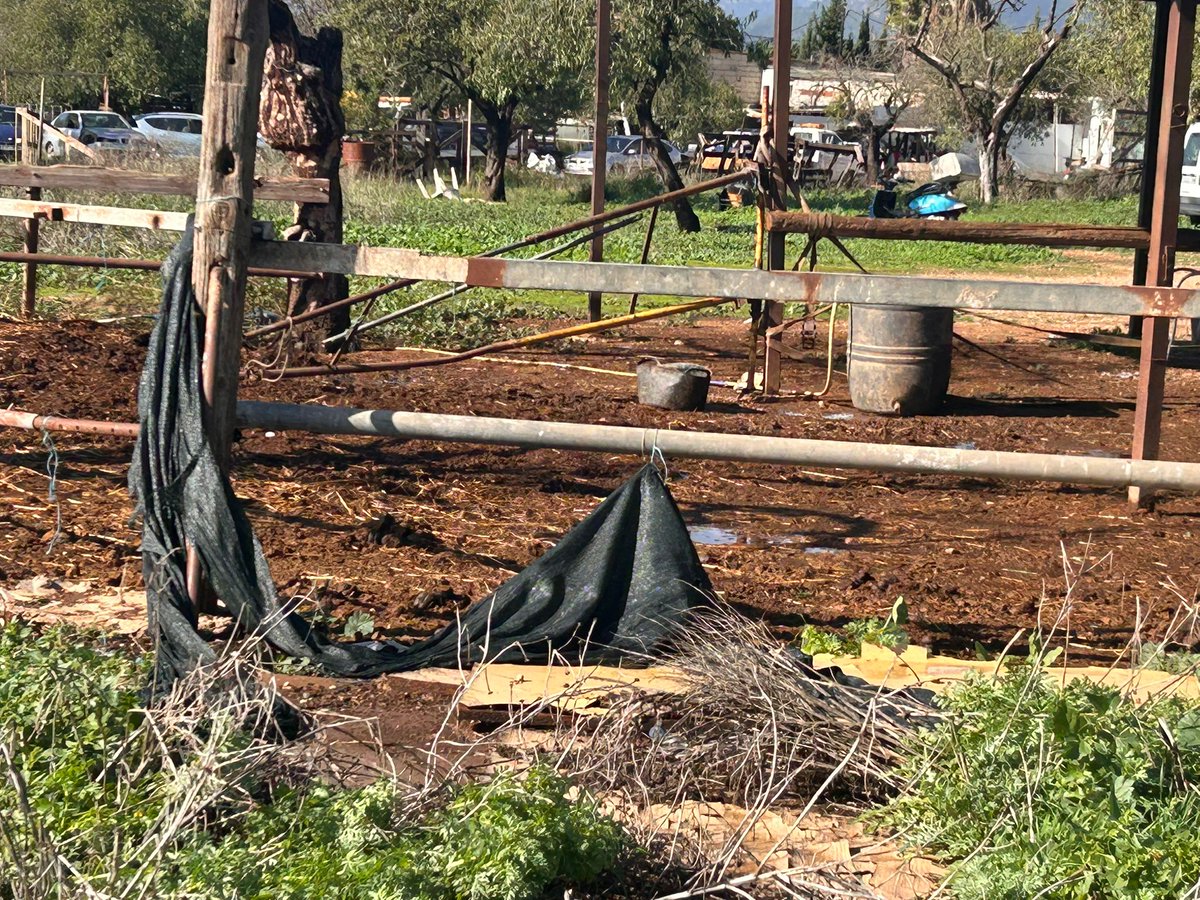 ProgresoenVerde's tweet image. El @ajuntpalma @JaimeMartinez y la @AgriculturaGOIB siguen permitiendo que los caballos de las galeras malvivan en los establos de los horrores y que algunos conductores vivan al margen de las leyes y ordenanzas. ¡¡¡Basta ya!!!