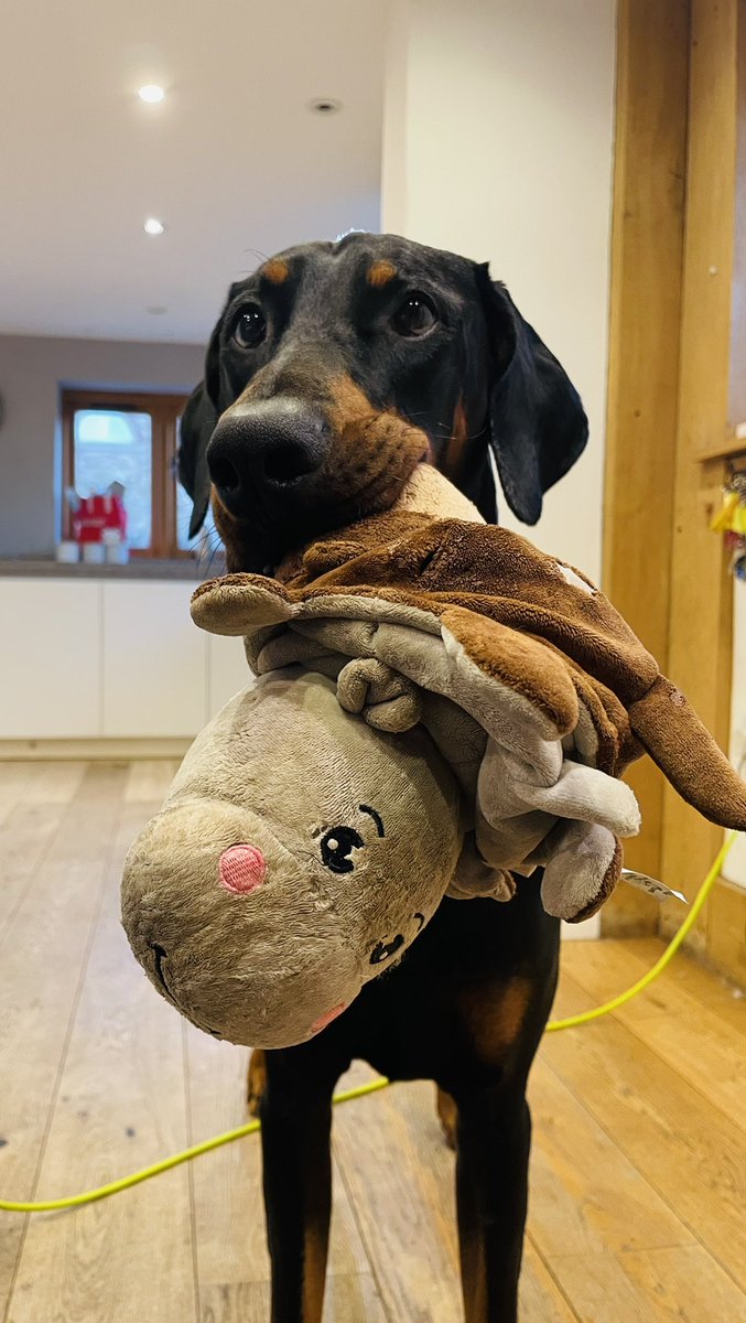 Anyone want to play 🥰🐾🤣