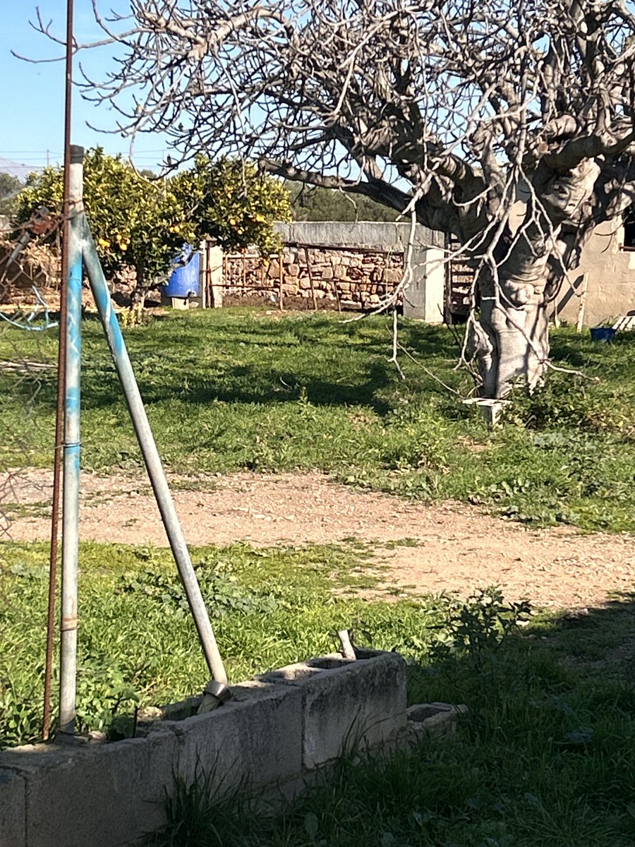 ProgresoenVerde's tweet image. El @ajuntpalma @JaimeMartinez y la @AgriculturaGOIB siguen permitiendo que los caballos de las galeras malvivan en los establos de los horrores y que algunos conductores vivan al margen de las leyes y ordenanzas. ¡¡¡Basta ya!!!