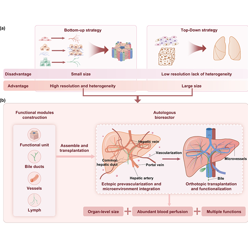 IntJExtremManuf's tweet image. Researchers summarize advances and limitations in #OrganEngineering and propose a modular strategy using #autologous in vivo #bioreactors to integrate high-resolution functional modules into #BioengineeredOrgans. #Transplantation

#OpenAccess in #IJEM: doi.org/10.1088/2631-7…