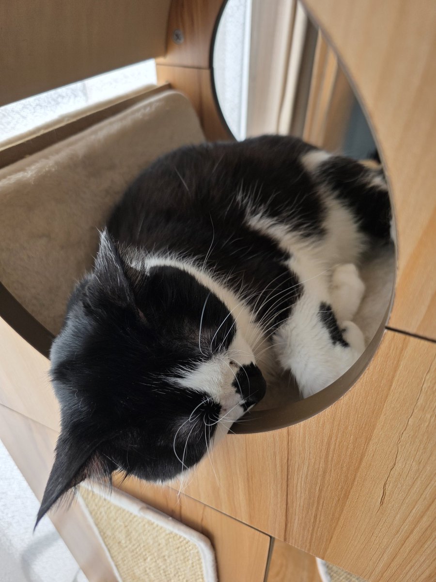 jyurip_p's tweet image. これは私が組み立てた中でもトップで大変だったキャットタワーで健やかに眠るプリティーちゃんです